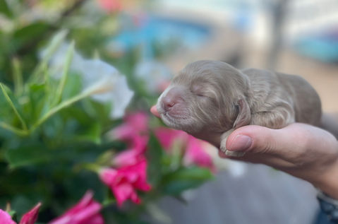 Adorable cockapoo puppy lovingly raised in NH by Chesley Hill Cockapoos, New England Cockapoo breeder with Cockapoo puppies for sale in New Hampshire, Massachusetts, Connecticut, New York, NYC, Philadelphia, New Jersey, Rhode Island, Maine, Vermont, Maryland, Washington DC and all of New England.