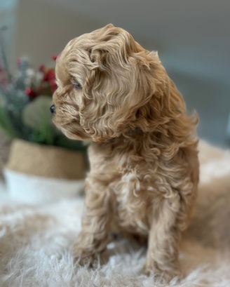 Adorable F1 Cockapoo puppy having a Christmas themed final photo shoot at Chesley Hill Cockapoos Connecticut's premier Cockapoo breeder with Cockapoo puppies for sale to families in CT, NY, NJ, PA, RI, ME, MA, VT, NH, MD, Washington DC, CA, FL, all of New England and the East Coast.