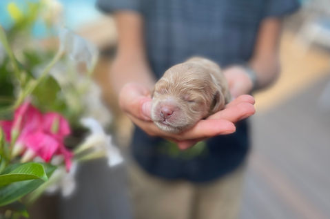 Adorable cockapoo puppy lovingly raised in NH by Chesley Hill Cockapoos, New England Cockapoo breeder with Cockapoo puppies for sale in New Hampshire, Massachusetts, Connecticut, New York, NYC, Philadelphia, New Jersey, Rhode Island, Maine, Vermont, Maryland, Washington DC and all of New England.