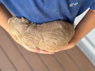 Male light apricot Cockapoo puppy lovingly raised in NH by Chesley Hill Cockapoos New York City's premier Cockapoo breeder with Cockapoo puppies for sale to families in MA, CT, RI, NJ, NY, PA, ME, VT, NC, FL, CA, TX, OR, WA, UT, all of New England and East Coast to West Coast