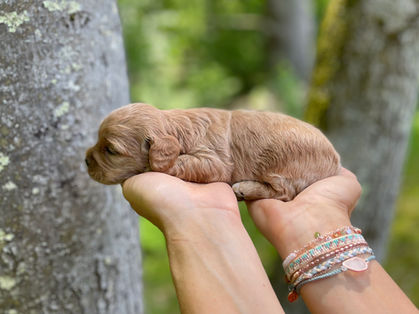 Beautiful apricot with white markings Cockapoo puppy enjoying the sunshine during her outdoor photo shoot at Chesley Hill Cockapoos, a family breeder of Cockapoo puppies located in New England, providing happy and healthy Cockapoo puppies to loving families in Boston, MA, New York City, NY, VT, CT, RI, NH, ME all of New England and the East Coast.