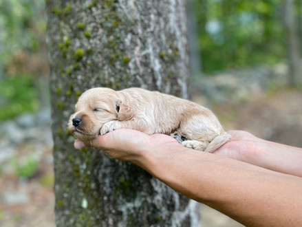 Buff female Cockapoo puppy lovingly held in the hands of the Chesley Hill Cockapoos family, for the pups 2 week photo shoot posed before moss covered trees and granite stone wall. She is being raised by Chesley Hill Cockapoos in NH, a family breeder of Cockapoo puppies just north of Boston, Massachusetts.