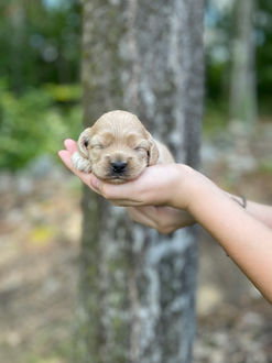 Buff female Cockapoo puppy lovingly posed for her two week photo shoot outside before moss covered tree and granite stone wall.  She and her littermates are being raised by Chesley Hill Cockapoos New England Cockapoo breeder, just north of Boston Massachusetts.