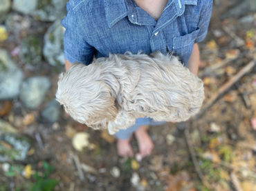 Adorable Cockapoo puppy in the arms of a young boy for the pups final photo shoot at Chesley Hill Cockapoos, New England breeder of Cockapoo puppies for families in Massachusetts, Boston, Cape Cod, New York, Manhattan, Brooklyn, New Jersey, Newark, Connecticut, Hartford, Bridgeport, New Hampshire, Portsmouth, Vermont, Maine, Philadelphia, Washington DC, Maryland, all of New England and the East Coast.