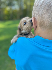 Handsome male F1 Cockapoo puppy lovingly held by a little boy outdoors in NH on a lovely fall day. The pup is being raised by Chesley Hill Cokapoos, New England's premier Cockapoo breeder raising Cockapoo puppies for families in Connecticut, Rhode Island, New York, Maine, New Hampshire, Vermont, Maine, New Jersey, Washington DC, Maryland, all of New England and the East Coast.