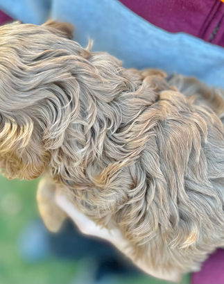 Beautiful apricot F1 Cockapoo puppy for sale from Chesley Hill Cockapoos New Hampshire's premier Cockapoo breeder with Cockapoo puppies for sale to families in NH, ME, VT, CT, RI, NJ, NYC, NY, MA, Cape Cod, Boston, Philadelphia, PA, Washington DC, MD all of New England and the East Coast.