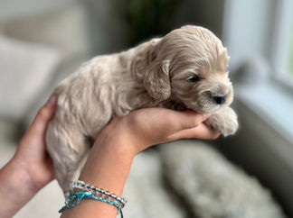 Handsome buff male F1 Cockapoo puppy lovingly held by a young boy for the pups 2 week photo shoot at Chesley Hill Cockapoos NH Cockapoo breeder with Cockapoo puppies for sale to loving families in NH, Boston, Cape Cod, MA, Hartford, CT, Manhattan, Brooklyn, New York City, NY, Newport, RI, NJ, MD, Washington DC, Philadelphia, PA all of New England and the East Coast.
