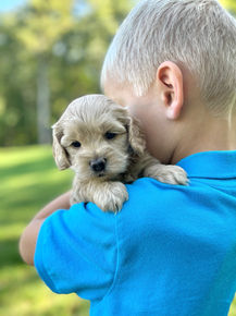 Adorable female F1 Cockapoo puppy lovingly held by a little boy outdoors in NH on a lovely fall day. The pup is being raised by Chesley Hill Cokapoos, New England's premier Cockapoo breeder raising Cockapoo puppies for families in Connecticut, Rhode Island, New York, Maine, New Hampshire, Vermont, Maine, New Jersey, Washington DC, Maryland, all of New England and the East Coast.