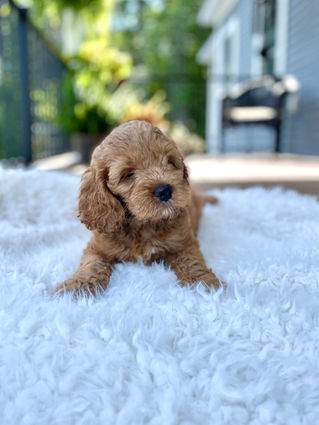 Handsome apricot male Cockapoo puppy posing outside on a sunny summer day on a white faux fur rug for his final photo shoot at Chesley Hill Cockapoos a Cockapoo breeder in New England and just north of Boston.  
Chesley Hill Cockapoos Cockapoo Breeder Boston, Cockapoo Breeder New England.