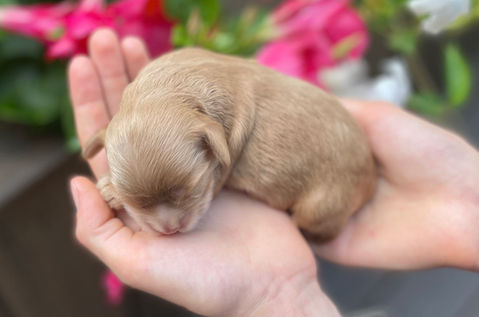 Adorable cockapoo puppy lovingly raised in NH by Chesley Hill Cockapoos, New England Cockapoo breeder with Cockapoo puppies for sale in New Hampshire, Massachusetts, Connecticut, New York, NYC, Philadelphia, New Jersey, Rhode Island, Maine, Vermont, Maryland, Washington DC and all of New England.