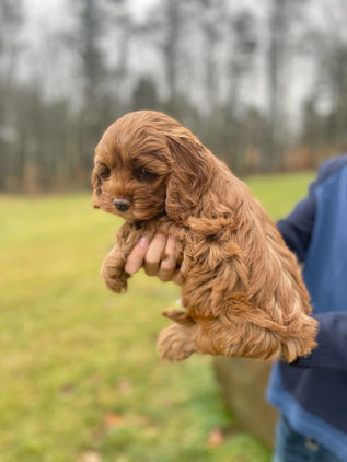 Beautiful 8 week old female Cockapoo puppy lovingly held by a young boy during the pups outdoor photo shoot with backdrop of fallen leaves and moss covered trees. She has been raised as part of the Chesley Hill Cockapoos family, NH Cockapoo breeder providing happy and healthy Cockapoo puppies to families in Boston, MA, Newport, RI, New York City, NY, Bridgeport, CT, Hartford, CT, Portsmouth, NH, Portland, ME, Burlington, VT, Newark, NJ, Washington DC, all of New England and the East Coast.