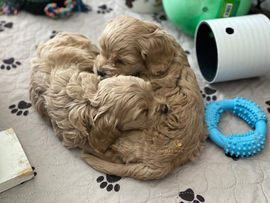 Cockapoo puppy lovingly raised by Chesley Hill Cockapoos Florida's premier Cockapoo breeder with Cockapoo puppies available to families in Palm Springs, Florida, Buckhead, GA, Sullivan's Island, SC, Biltmore Forest, NC, VA, MD, CA, UT, TX, WA, OR, NY, MA, CT and East Coast to West Coast