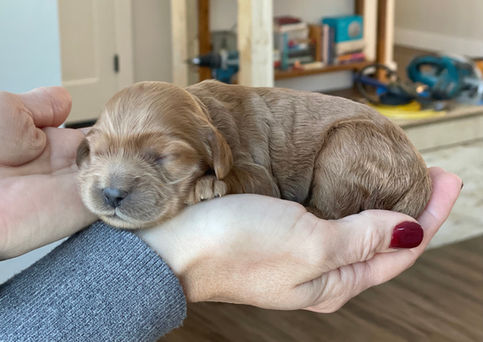 One week old, female apricot with white markings Cockapoo puppy being lovingly held for her first photo shoot.  Pups eyes are still closed and won't open until she's two weeks of age.  She is being raised by Chesley Hill Cockapoos a boutique Cockapoo family breeder located in NH, providing happy and healthy Cockapoo puppies to loving  families in Boston, NYC, all of New England and the East Coast.