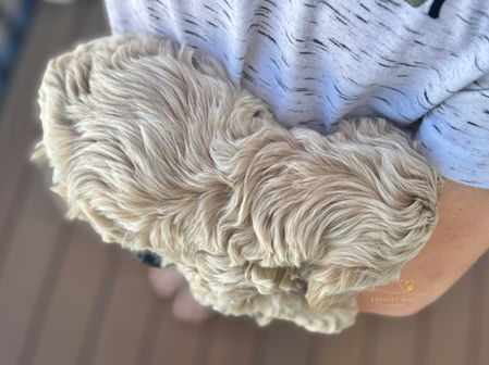 Cockapoo puppy raised in NH by Chesley Hill Cockapoos Massachusetts premier Cockapoo breeder with Cockapoo puppies for sale to families in MA, NH, CT, NY, MD, VA, NC, SC, TX, GA, FL, ME, VT, RI, CA all of New England and East Coast to West Coast.