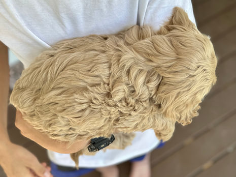 Beautiful buff female Cockapoo puppy lovingly held by a boy on a sunny NH day for the pups last photo shoot at Chesley Hill Cockapoos NH Cockapoo breeder with Cockapoo puppies for sale to families in New Hamphire, Massachusetts, Rhode Island, New Jersey, New York, Maine, Vermont, Connecticut, Washington DC, Maryland, all of New England and the East Coast.