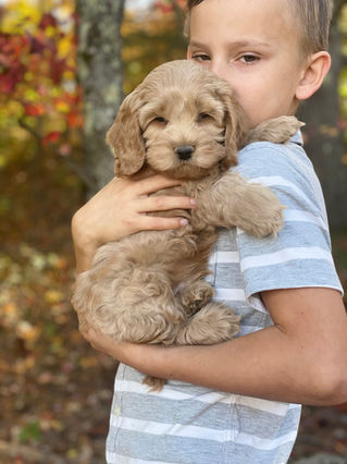 Adorable Cockapoo puppy in the arms of a young boy for the pups final photo shoot at Chesley Hill Cockapoos, New England breeder of Cockapoo puppies for families in Massachusetts, Boston, Cape Cod, New York, Manhattan, Brooklyn, New Jersey, Newark, Connecticut, Hartford, Bridgeport, New Hampshire, Portsmouth, Vermont, Maine, Philadelphia, Washington DC, Maryland, all of New England and the East Coast.