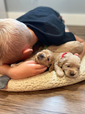 Cockapoo puppies for sale to loving families in Boston, Cape Cod, Massachusetts, Newport, Rhode Island, New York, New York City, Manhattan, Brooklyn, Washington DC, Marlyand, Maine, New Hampshire, Connecticut, Hartford, all of New England and the East Coast.