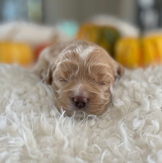 Cream with white markings male Cockapoo puppy, two weeks old and eyes open, posed on a cream faux fur blanket with backdrop of fall colors and pumpkins. He is being raised by Chesley Hill Cockapoos, New Englands premier Cockapoo breeder providing Cockapoo puppies to families in NH, MA, CT, RI, NJ, NYC, MD, ME, VT, all of New England and the East Coast.