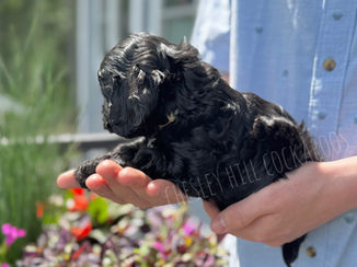Handsome F1 Cockapoo puppy lovingly raised in NH by Chesley Hill Cockapoos New York City's premier Cockapoo breeder with Cockapoo puppies for sale to families in NYC, Manhattan, Brooklyn, NY, Hartford, Darien, CT, Boston, Cape Cod, MA, Portsmouth, Merrimack, NH, Kennebunkport, ME, Newport, RI, NJ, VT, MD, FL, all of New England and East Coast to West Coast (CA, OR, WA).