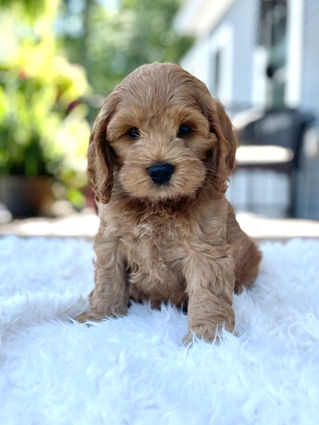 Handsome apricot male Cockapoo puppy posing outside on a sunny summer day on a white faux fur rug for his final photo shoot at Chesley Hill Cockapoos a Cockapoo breeder in New England and just north of Boston.  
Chesley Hill Cockapoos Cockapoo Breeder Boston, Cockapoo Breeder New England.