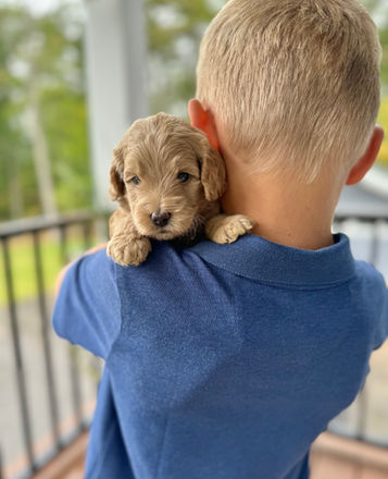Adorable light apricot F1b Cockapoo puppy lovingly held by a young boy for the pups 4 week photo shoot at Chesley Hill Cockapoos New Hampshire's premier Cockapoo breeder with Cockapoo puppies for sale to families in Boston, Cape Cod, MA, Portsmouth, NH, Hartford, CT, Providence, RI, Manhattan, New York City, Brooklyn, NY, Philadelphia, PA, Washington DC, MD, Burlington, VT, Kittery, ME, Newark, NJ, all of New England and the East Coast.