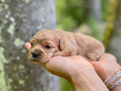 Beautiful apricot with white markings Cockapoo puppy enjoying the sunshine during her outdoor photo shoot at Chesley Hill Cockapoos, a family breeder of Cockapoo puppies located in New England, providing happy and healthy Cockapoo puppies to loving families in Boston, MA, New York City, NY, VT, CT, RI, NH, ME all of New England and the East Coast.