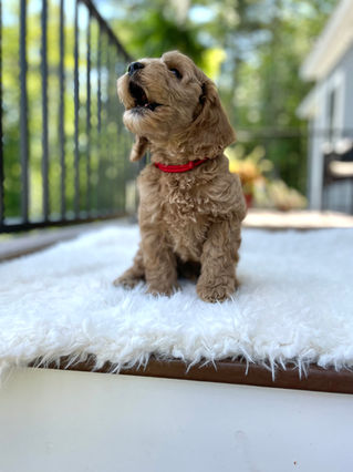 Handsome apricot male Cockapoo puppy posing outside on a sunny summer day on a white faux fur rug for his final photo shoot at Chesley Hill Cockapoos a Cockapoo breeder in New England and just north of Boston.  
Chesley Hill Cockapoos Cockapoo Breeders Massachusetts.
