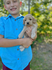 Handsome male F1 Cockapoo puppy lovingly held by a little boy outdoors in NH on a lovely fall day. The pup is being raised by Chesley Hill Cokapoos, New England's premier Cockapoo breeder raising Cockapoo puppies for families in Connecticut, Rhode Island, New York, Maine, New Hampshire, Vermont, Maine, New Jersey, Washington DC, Maryland, all of New England and the East Coast.