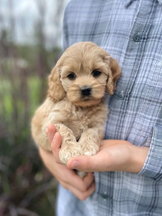 Petite female Cockapoo puppy lovingly held for her outdoor photo shoot in beautiful NH, where she is being lovingly raised by Chesley Hill Cockapoos, New England's premier Cockapoo family breeder.