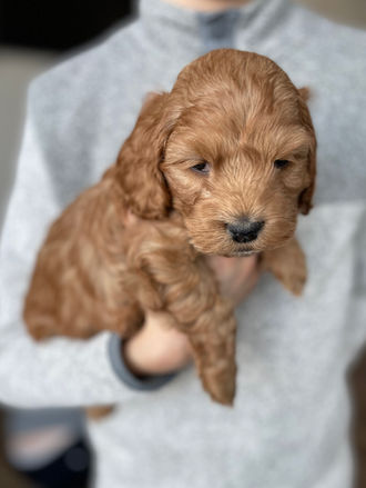 Handsome apricot cockapoo puppy looking adorable for his 5 week photo shoot at Chesley Hill Cockapoos, a family breeder located in NH and providing Cockapoo puppies to families in Massachusetts, Boston, NYC, all of New England and the East Coast.