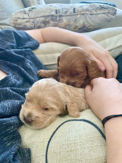 Light apricot with cream swirls female cockapoo puppy nestled up with her dark apricot brother and a young boy on the couch. The pups are being raised by Chesley Hill Cockapoos a family breeder of Cockapoo puppies located in NH and providing happy and healthy Cockapoo puppies to loving families in Boston, Massachusetts, all of New England and the East Coast.