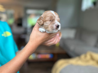 Handsome apricot with white male F1 Cockapoo puppy lovingly held by a young boy for the pups 2 week photo shoot at Chesley Hill Cockapoos NH Cockapoo breeder with Cockapoo puppies for sale to loving families in NH, Boston, Cape Cod, MA, Hartford, CT, Manhattan, Brooklyn, New York City, NY, Newport, RI, NJ, MD, Washington DC, Philadelphia, PA all of New England and the East Coast.