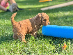 Adorable F1b Cockapoo puppies enjoying playtime outdoors on a sunny fall day in NE while being raised by Chesley Hill Cockapoos Connecticuts premier Cockapoo breeder with Cockapoo puppies for sale to families in NH, ME, MA, RI, CT, VT, NJ, NY, NYC, MD, CA, FL, TX, VA, PA, OR, WA, UT, all of New England and East Coast to West Coast.