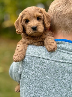 Adorable red F1b Cockapoo puppy lovingly held by a young boy on a lovely New England Fall Day for the pups final photo shoot at Chesley Hill Cockapoos NH Cockapoo breeder with puppies for sale to families in MA, NYC, CT, RI, NH, NJ, VT, ME, MD, Washington DC, all of New England and the East Coast.