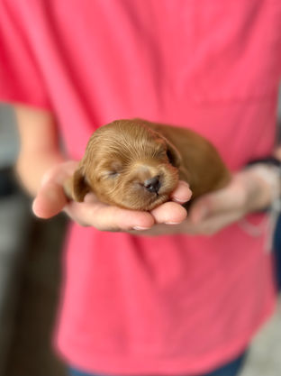 Beautiful dark apricot female Cockapoo puppy lovingly held in a young boys hands for the pups newborn photo shoot at Chesley Hill Cockapoos, NH Cockapoo breeder with Cockapoo puppies for sale to loving families in Boston, Cape Cod, Massachusetts, Newport, Rhode Island, Hartford, Connecticut, NYC, Manhattan, Brooklyn, New York, Newark, NJ, Portsmouth, NH, ME, VT, Washington DC, MD, all of New England and the East Coast.