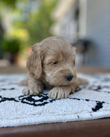 Handsome 4 week old apricot male Cockapoo puppy posed outside on a beautiful sunny day with summer greens as the backdrop.  He is being lovingly raised by Chesley Hill Cockapoos a family breeder of Cockapoo puppies in NH, just north of Boston.  We provide happy and healthy Cockapoo puppies to loving families in Boston, MA, NH, ME, VT, CT, RI, MD, all fo New England and the East Coast.