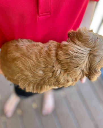 Adorable apricot Cockapoo puppy posed outside for her 5 week photo shoot on a sunny summer day in New England with a backdrop of bright green foliage.  She is being raised by Chesley Hill Cockapoos a family breeder of Cockapoo puppies located in New Hampshire, just north of Boston.  