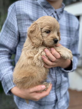 Handsome male Cockapoo puppy lovingly held outside for his 6 week photo shoot at Chesley Hill Cockapoos, family breeder of Cockapoo puppies in New England.