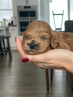 3 week old apricot male cockapoo puppy being held lovingly by a woman for the pups photo shoot at Chesley Hill Cockapoos, a boutique family breeder located in NH providing happy and healthy Cockapoo puppies to loving families in Boston Massachusetts, all of New England and the East Coast.