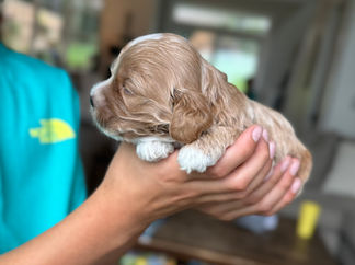 Handsome apricot with white male F1 Cockapoo puppy lovingly held by a young boy for the pups 2 week photo shoot at Chesley Hill Cockapoos NH Cockapoo breeder with Cockapoo puppies for sale to loving families in NH, Boston, Cape Cod, MA, Hartford, CT, Manhattan, Brooklyn, New York City, NY, Newport, RI, NJ, MD, Washington DC, Philadelphia, PA all of New England and the East Coast.