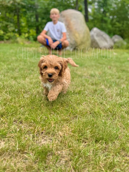 Apricot male F1 Cockapoo puppy lovingly raised by Chesley Hill Cockapoos Philadelphia's premier Cockapoo breeder with Cockapoos puppies for sale to families in CT, NY, MA, VT, RI, NH, NJ, PA, MD, CA, FL, VA, ME, WA, OR, UT, CO, all of New England and East Coast to West Coast.