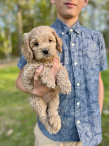 Handsome light apricot male Cockapoo puppy enjoying the New Hampshire fresh air and sunshine during his 7 week outdoor photo shoot at Chesley Hill Cockapoos, New England's premier Cockapoo breeder. Chesley Hill Cockapoos lovingly raises Cockapoo puppies for families in Boston, MA, Newport, RI, Greenwich, CT, Westport, CT, Darien, CT, Wilton, CT, New Canaan, CT, Hartford, CT, Bridgeport CT, Manhattan, NY, Sandspoint, NY, Brooklyn, NY, New York City, NY, Portsmouth, NH, Washington DC, Rockville, MD, Bowie, MD, ME, VT, all of New England and the East Coast.