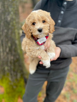 Handsome 8 week old cream with white markings male Cockapoo puppy lovingly held by a young boy during the pups outdoor photo shoot with backdrop of beautiful trees and fallen leaves.  He is being raised by Chesley Hill Cockapoos, New England Cockapoo breeder raising happy and healthy Cockapoo puppies for loving families in NH, MA, RI, CT, NJ, ME, VT, NY, Boston, New York City, Washington DC, all of New England and the East Coast.