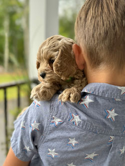 Adorable apricot with white markings F1 male Cockapoo puppy lovingly held during the puppies final photo shoot at Chesley Hill Cockapoos, Massachusetts premier Cockapoo breeder with Cockapoo puppies for sale to families in NH, ME, VT, CT, RI, NY, NYC, NJ, PA, MD, Washington DC, all of New England and the East Coast.