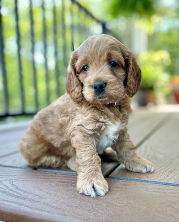 Adorable apricot Cockapoo puppy posed outside for his 5 week photo shoot on a sunny summer day in New England with a backdrop of bright green foliage.  He is being raised by Chesley Hill Cockapoos a family breeder of Cockapoo puppies located in New Hampshire, just north of Boston.  