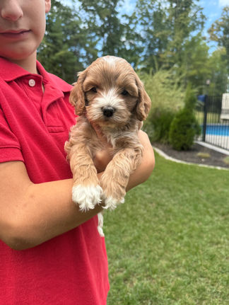 Handsome apricot with white markings F1 Cockapoo puppy lovingly held for his sunny summer 5 week puppy photo shoot at Chesley Hill Cockapoos NH Cockapoo breeder with Cockapoo puppies for sale to families in NH, MA, VT, CT, RI, ME, NJ, NY, PA, Washignton DC, MD, all of New England and the East Coast.