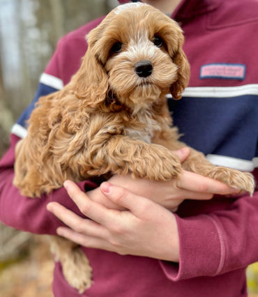 Apricot with white markings male Cockapoo puppy lovingly held by a young boy in a maroon and blue vineyard vines shirt while posing outdoors for the pups last photo shoot at Chesley Hill Cockapoos, New Hampshire Cockapoo breeder with Cockapoo puppies for sale to families in Boston, Cape Cod, Massachusetts, Manhattan, NYC, DUMBO, New York, Newport, Rhode Island, Hartford, Connecticut, Newark, New Jersey, Philadelphia, Pennsylvania, Portsmouth, New Hampshire, Vermont, Maine, Washington DC, Maryland, all of New England and the East Coast.