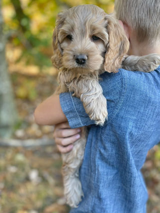Adorable Cockapoo puppy in the arms of a young boy for the pups final photo shoot at Chesley Hill Cockapoos, New England breeder of Cockapoo puppies for families in Massachusetts, Boston, Cape Cod, New York, Manhattan, Brooklyn, New Jersey, Newark, Connecticut, Hartford, Bridgeport, New Hampshire, Portsmouth, Vermont, Maine, Philadelphia, Washington DC, Maryland, all of New England and the East Coast.