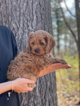 Handsome apricot male Cockapoo puppy adorably posing for the camera during his outdoor photo shoot with blue skies and green budding trees as the backdrop. He is being lovingly raised by Chesley Hill Cockapoos a premier family breeder of Cockapoo puppies in New England providing happy and healthy Cockapoo puppies to loving families in Boston, Massachusetts, NYC, CT, VT, NH, ME, RI, all of New England and the East Coast.
