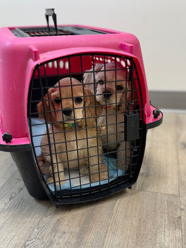 Upcoming dam at Chesley Hill Cockapoos Cockapoo breeder Massachusetts with Cockapoo puppies for sale to families in NH, MA, ME, CT, NY, VT, MD, VA, NC, SC, FL, TX, CA all of New England and East Coast to West Coast